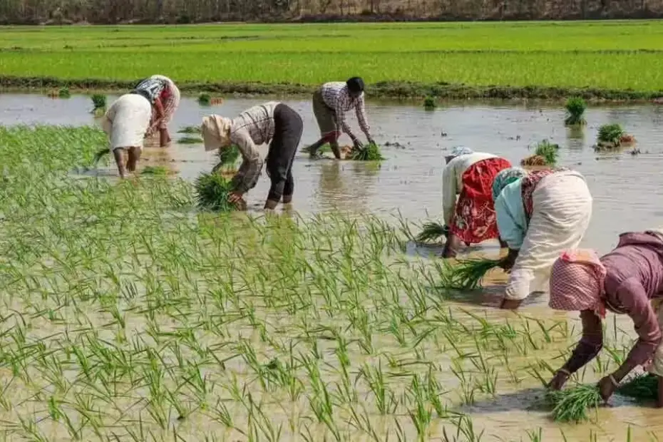 बिहार के खेत, फसल और कृषि कार्य