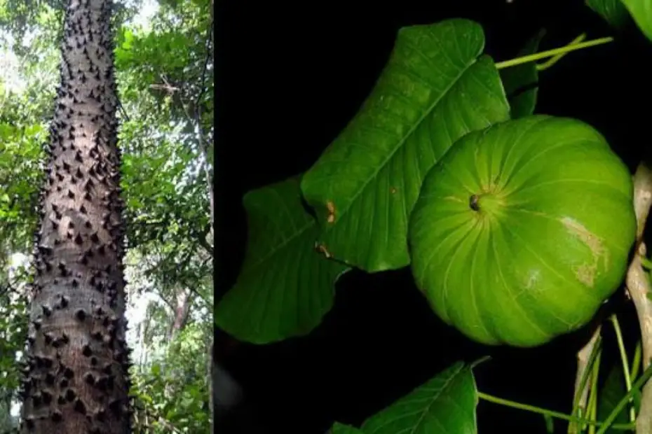 कांटों से भरा खतरनाक पोसमवुड वृक्ष घने जंगल में दिखाई देता हुआ
